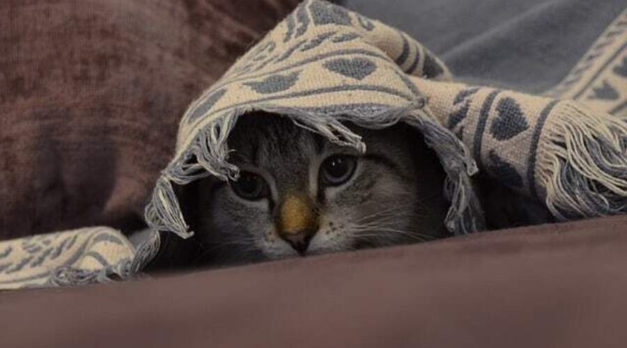hiding from God